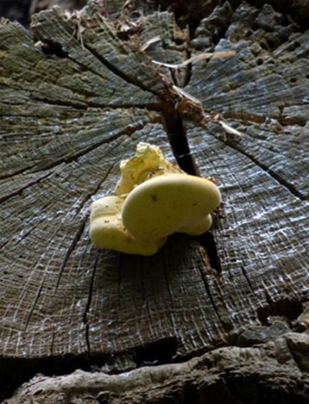 A bracket with a forming pore layer on a dead stub of English oak in Richmond Park, London 